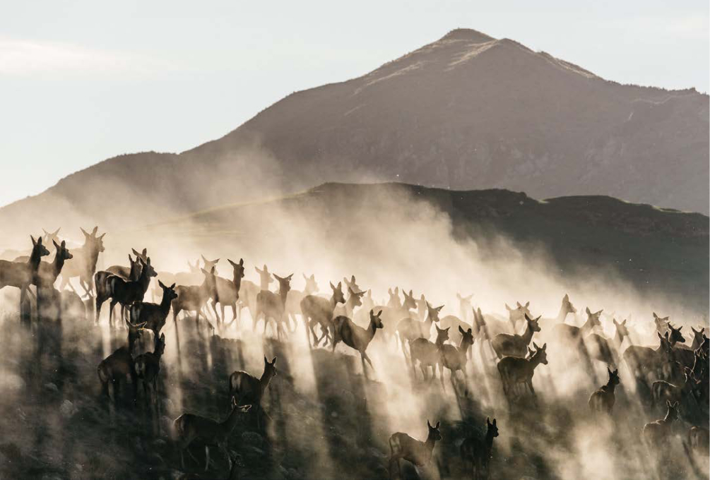 Deers in forest image